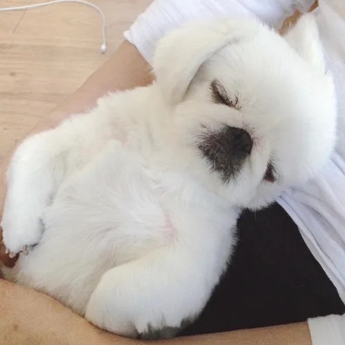 모래거북
