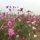 풍성풍성