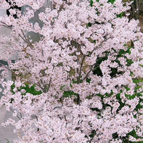벚꽃ending