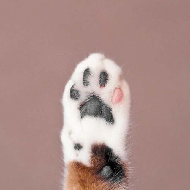 냥발