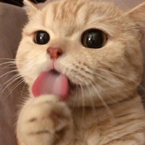 잭스