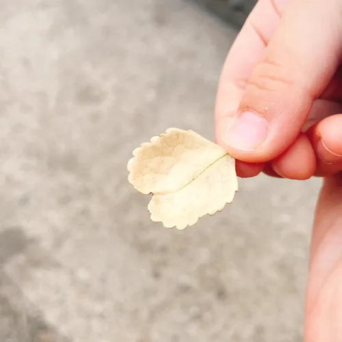 깔깔마녀v