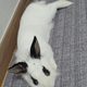 쫑이네