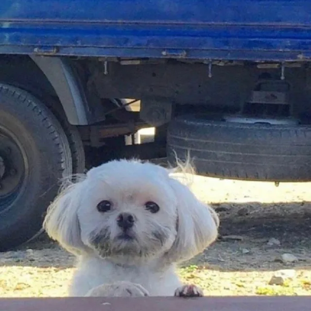 바바박