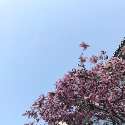 서짱이