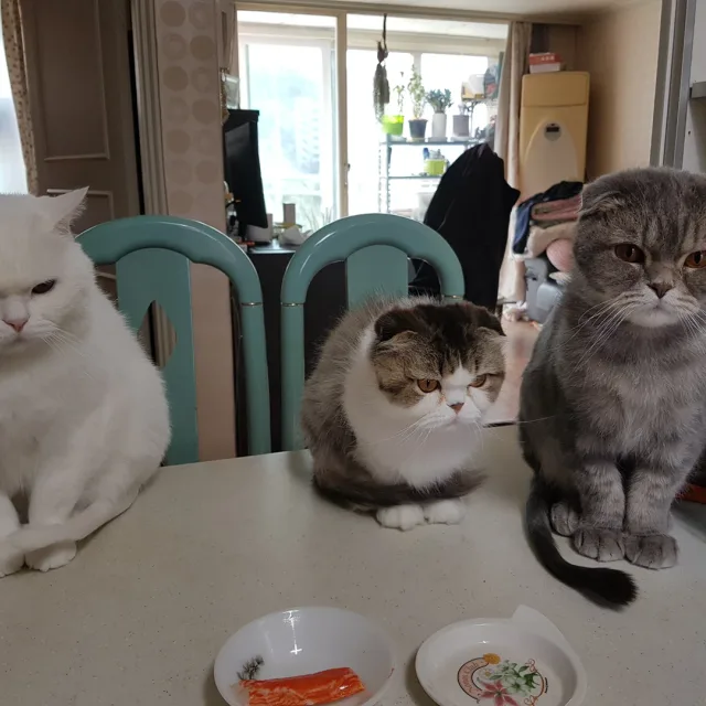 꽃향기