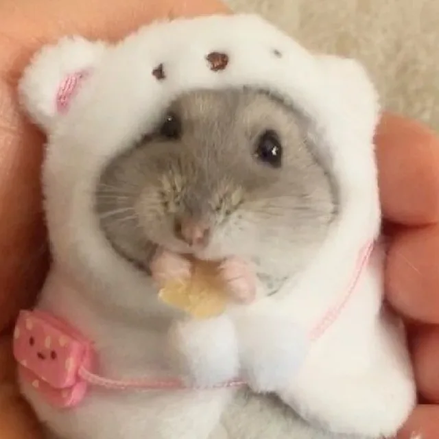 캉고