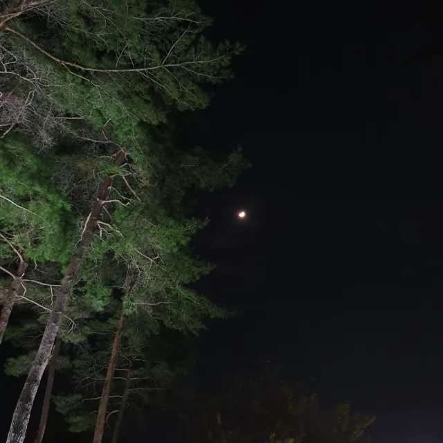 호두파이킬러