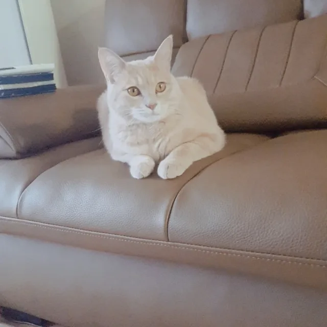 별빛