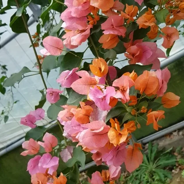 허니