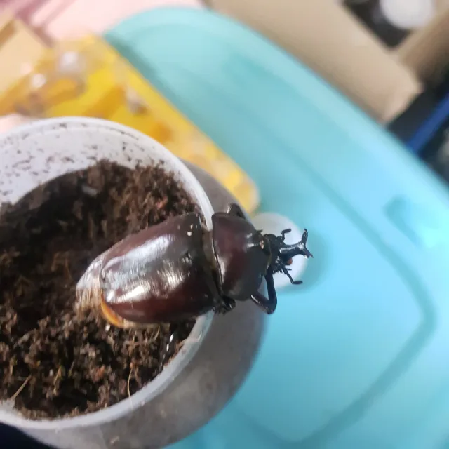 모글리