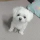 꼬룽이