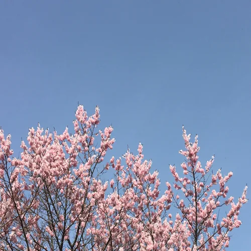 마이쮸