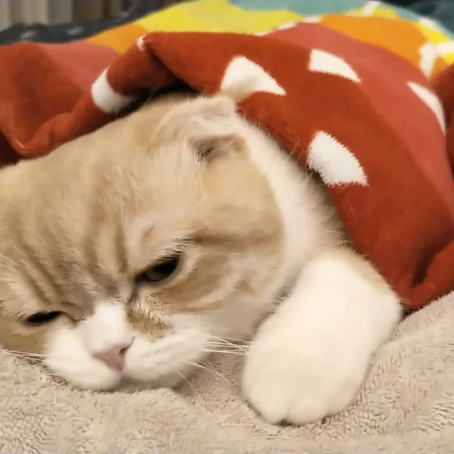 보리엄마