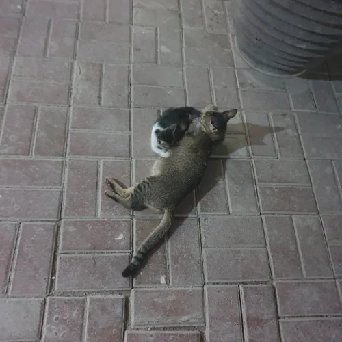 홍구