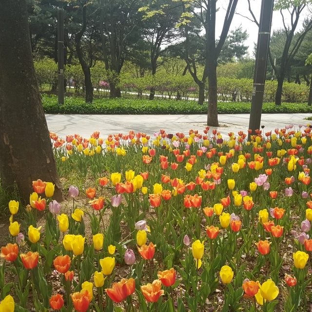 소나무
