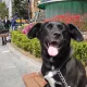 후츄파파