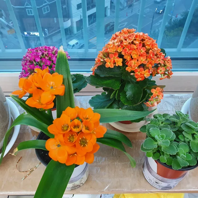 다크야