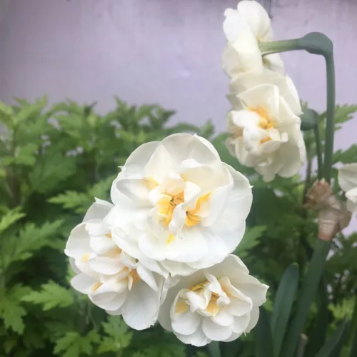 브리달크라운