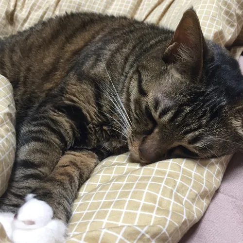넉냥이