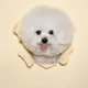 비숑진이