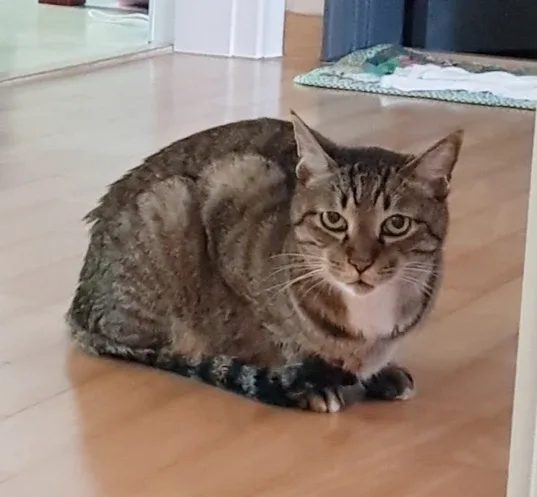 오시이모