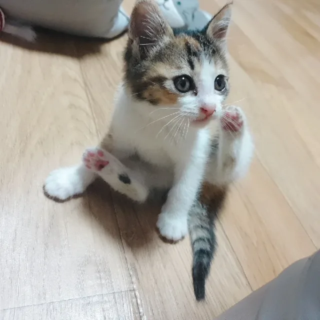 미니멀
