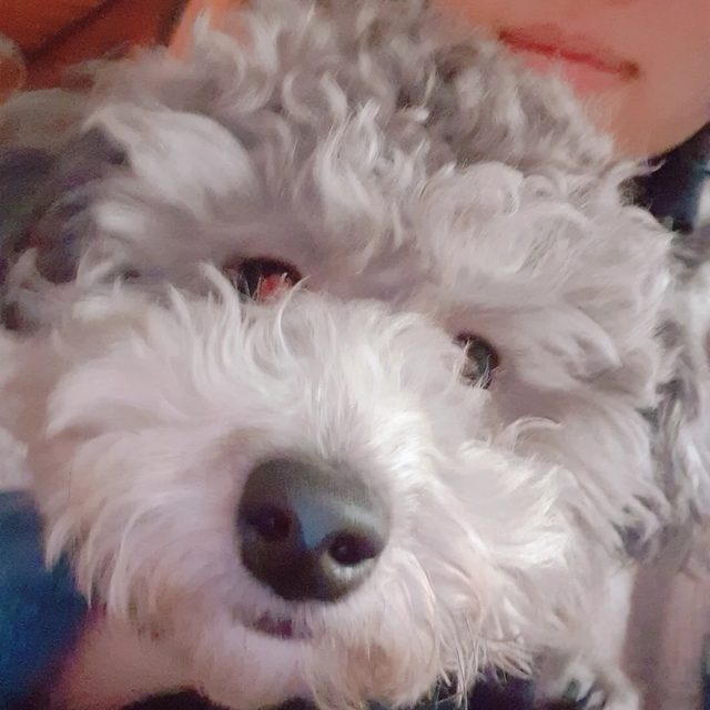블랙보라라