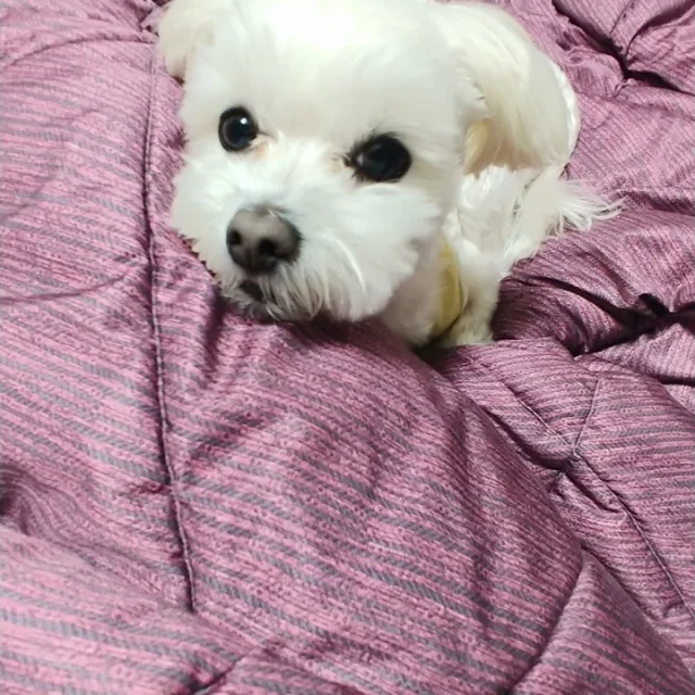 우잉