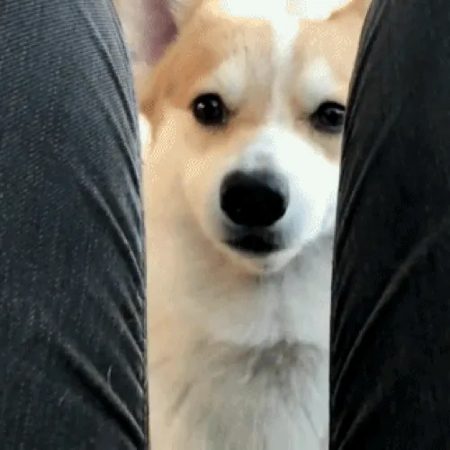 콩토끼