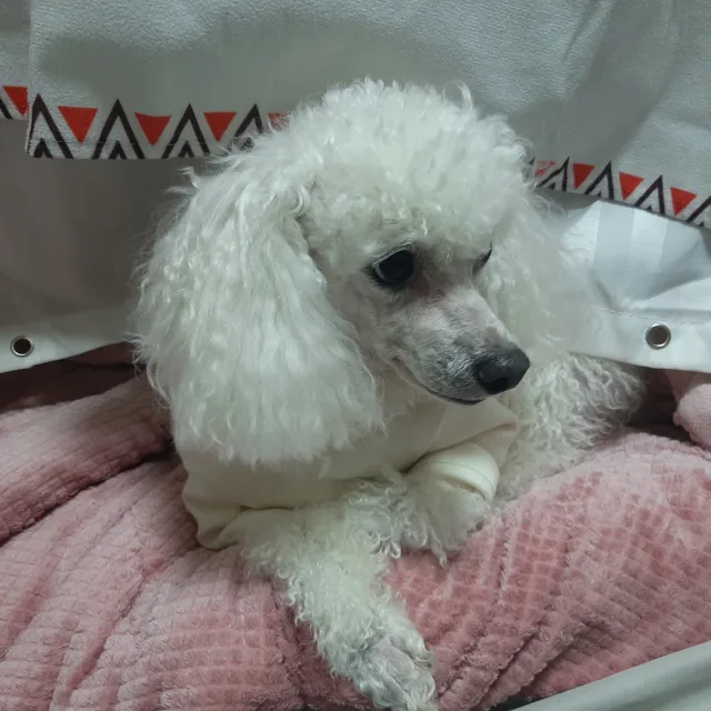 딸기딸기너무달고