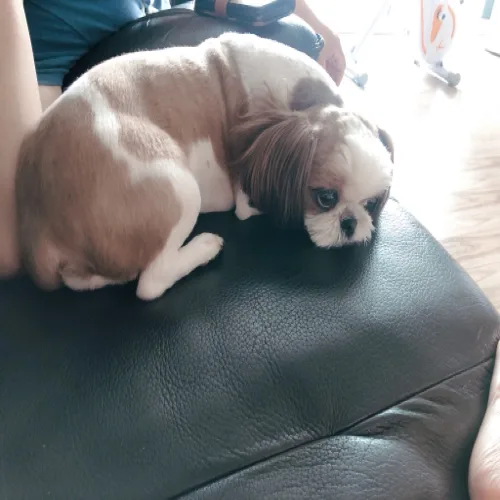 버디상죰