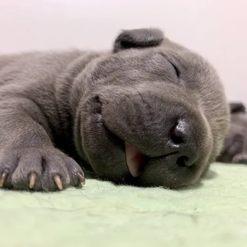 둥둥이