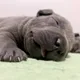 둥둥이