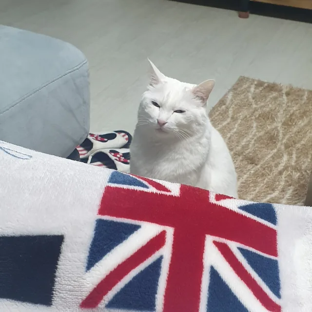 쫑글