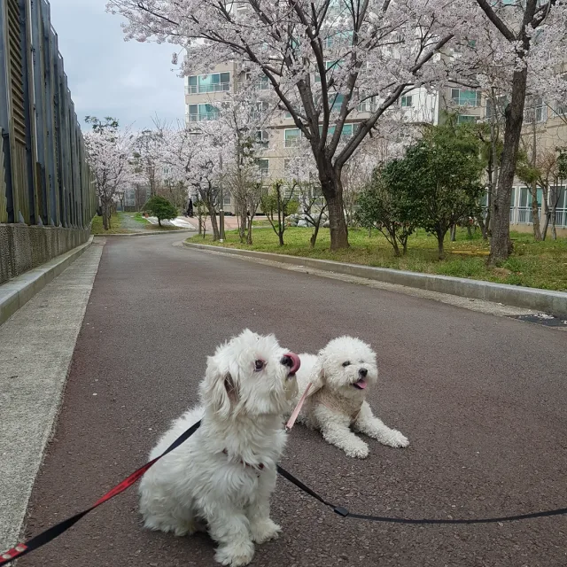 신짱아