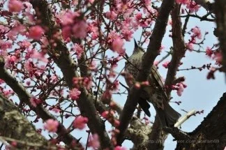 소동