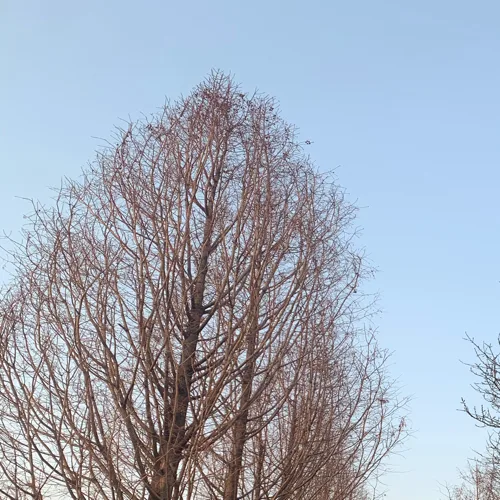 염댕