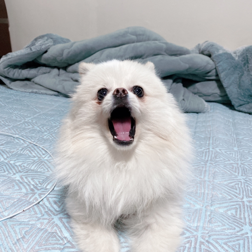 두치네