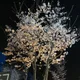 서닌장