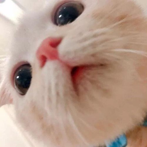 안농