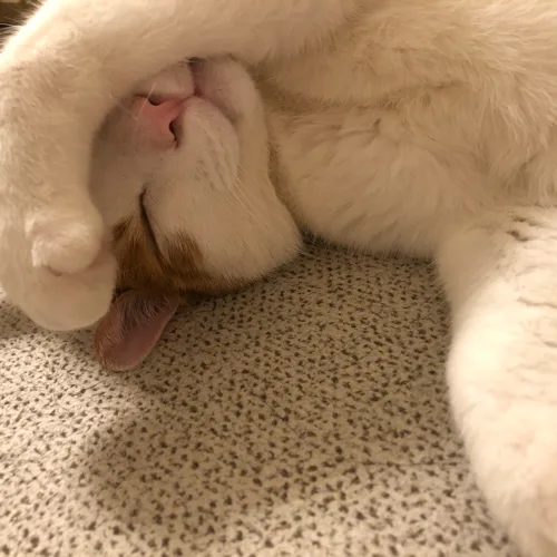 오복이