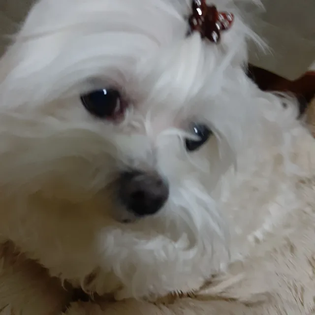 허브향