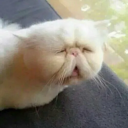 달콤한맴매미