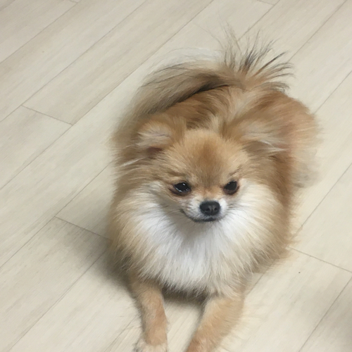구름나무