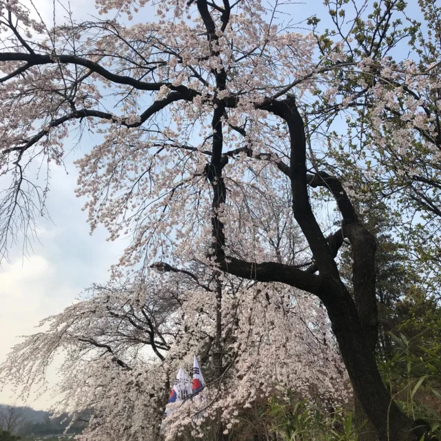 게살몽땅