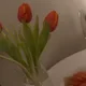 콩콩이