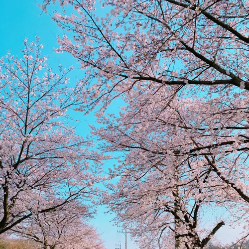 jin