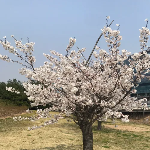 spring