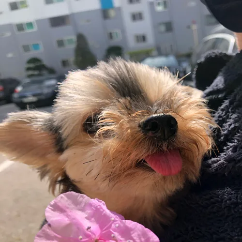 꽥잉